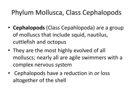 Phylum Mollusca, Class Cephalopods