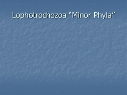 Topic 8 Lophotrochozoan "Minor" Phyla