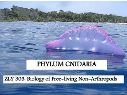 ZLY 303 Lecture Slides on Cnidaria