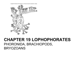 Lophophorates