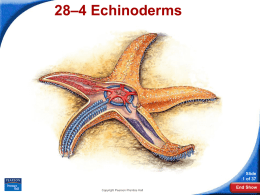 bio 11 echinoderms lesson 4
