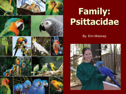 Family: Psittacidae - Northern Arizona University