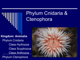 Phylum Cnidaria - Mr. G's Educational Emporium
