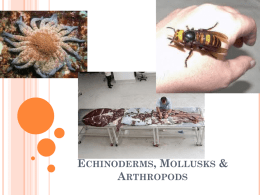 Echinoderms, Mollusks & Arthropods