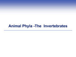 Animal Phyla - Teaching Biology Project