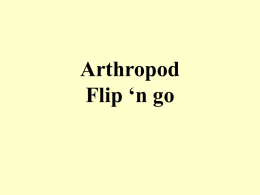 Arthropod flip - local.brookings.k12.sd.us