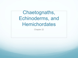 Echinoderms and Hemichordates