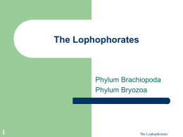 The Lophophorates