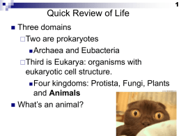 Eukaryotes