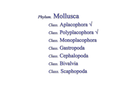 Mollusca2