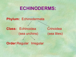 echinoderms - Geology Rocks