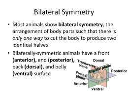Bilaterally-symmetric Worms, Molluscs