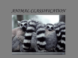 animals classification