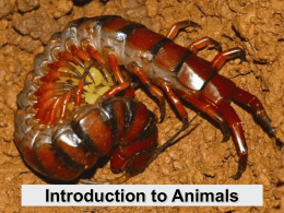 Introduction to Animals Notes
