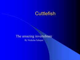 Cuttlefish - AnimalPages