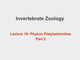 PowerPoint 10: Platyhelminthes 2