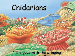 The Phylum Cnidaria