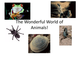 The Wonderful World of Animals!