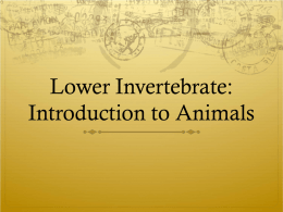 Bio11 Animals Lower Invertebrates