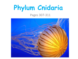 Phylum Cnidaria - Conackamack Middle School