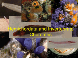 Hemichordata and Invertabrate Ch. 17