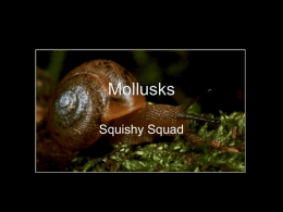 Mollusks Power Point