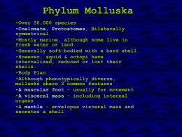 Phylum Molluska - Biology Junction