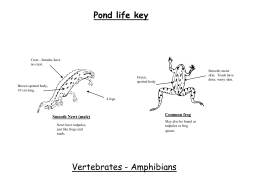 Pond life key Invertebrates