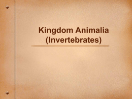 biol1030_kingdom_animalia_invertebrates