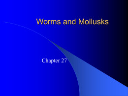 Biology Chapter 27 (Worms and Mollusks)