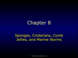 2006 Thomson-Brooks Cole Chapter 8 Sponges, Cnidarians, Comb