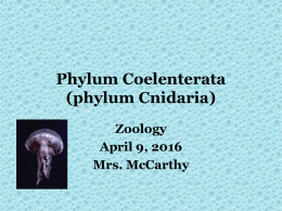 Phylum Coelenterata - McCarthy`s Cool Science