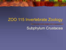 ZOO 115 Invertebrate Zoology