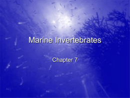 chapter 7- Marine invertebrates-reg