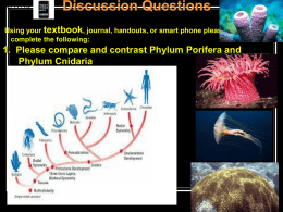 Phylum Porifera - Cloudfront.net