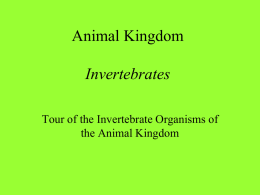 Animal Kingdom Invertebrates - Parkway C-2