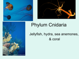 Phylum Cnidaria notes (coral, sea anemones, hydra, jellyfish)