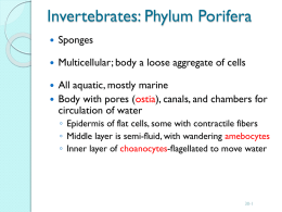 Invertebrates: Phylum Porifera - hills