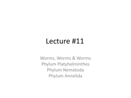 Lecture 13 - Some animals - Worms, arthropods and echinoderms