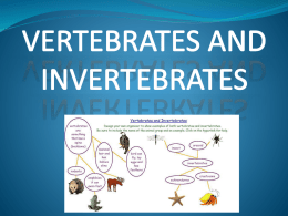 VERTEBRATES AND INVERTEBRATESx