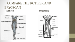 compare the rotifer and bryozoan