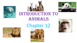 Introduction to Animals - St. Thomas the Apostle School