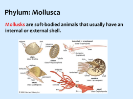 Bivalves have 2 shells held together by one or two powerful muscles