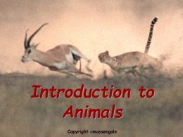 Introduction to Animals - Otterville R
