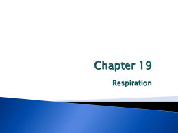 Chapter 19 Respiration