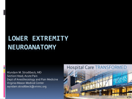 Lower Extremity Neuroanatomy / Wynn Strodtbeck