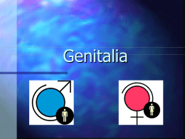 Genitalia - Faculty Web Pages