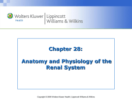 Chapter 28: Anatomy and Physiology of the Renal System