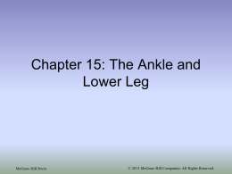 Chapter 19: The Ankle and Lower Leg