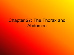 Chapter 26: The Thorax and Abdomen